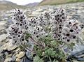 Alpine Horehound